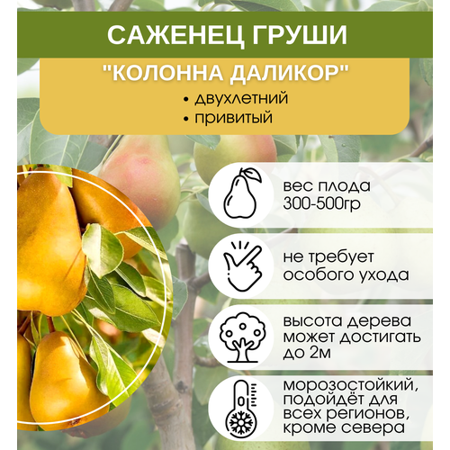 Груша колонна Даликор