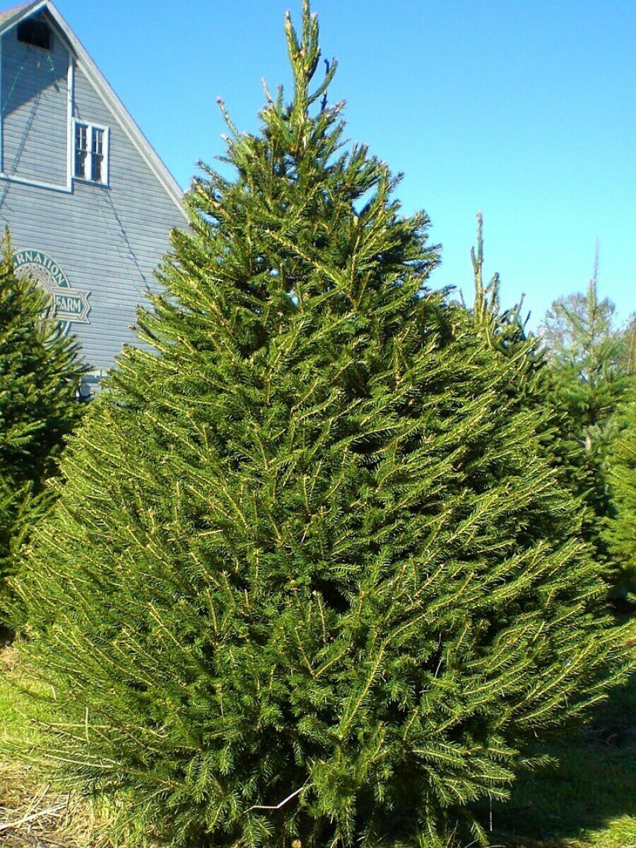 Семена Ель европейская (picea abies) 165 штук