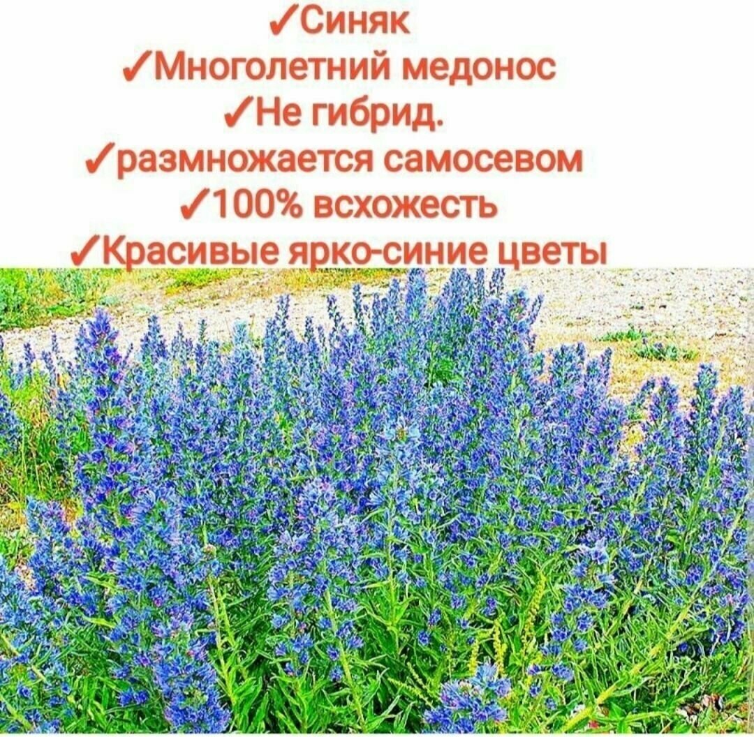 Синяк семена 1кг медоноссидерат для садапасеки