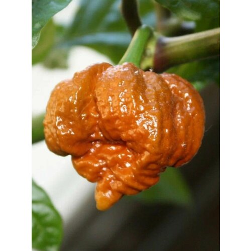Семена Острый перец Trinidad scorpion moruga caramel (тринидад моруга скорпион карамель), 5 штук