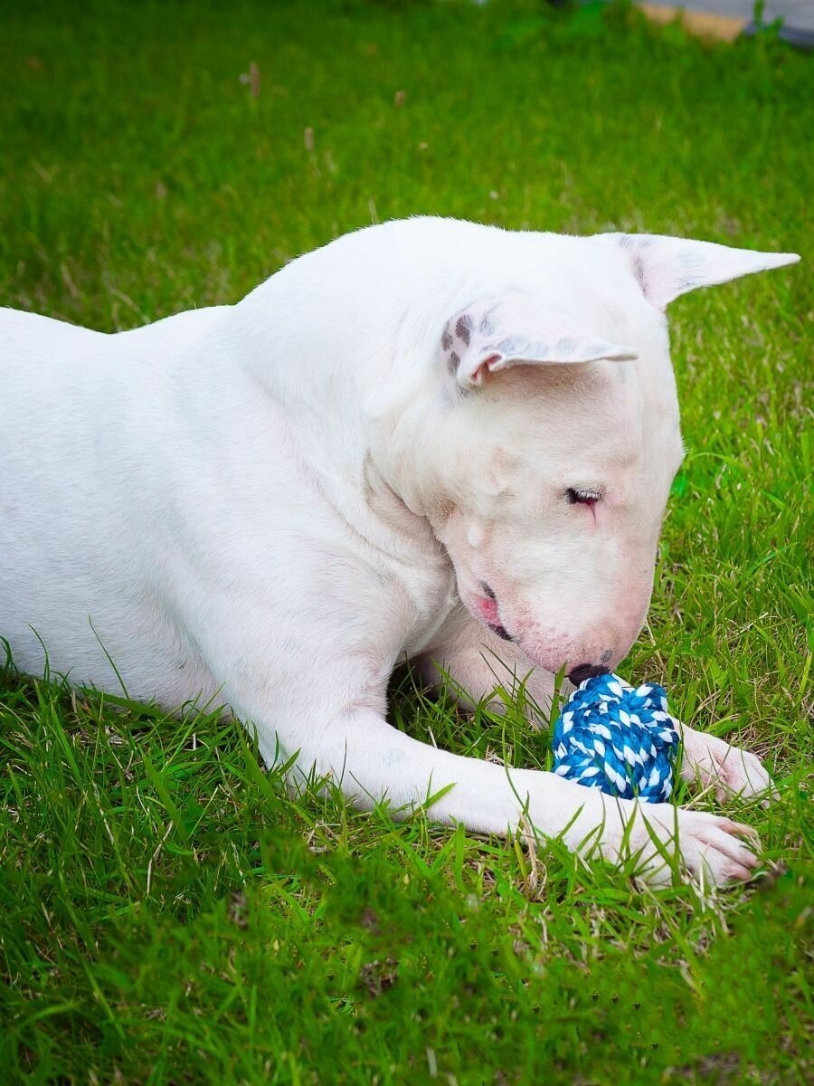 Игрушка для собак Japan Premium Pet плетёный мяч с ароматом ванили и функцией чистки зубов.