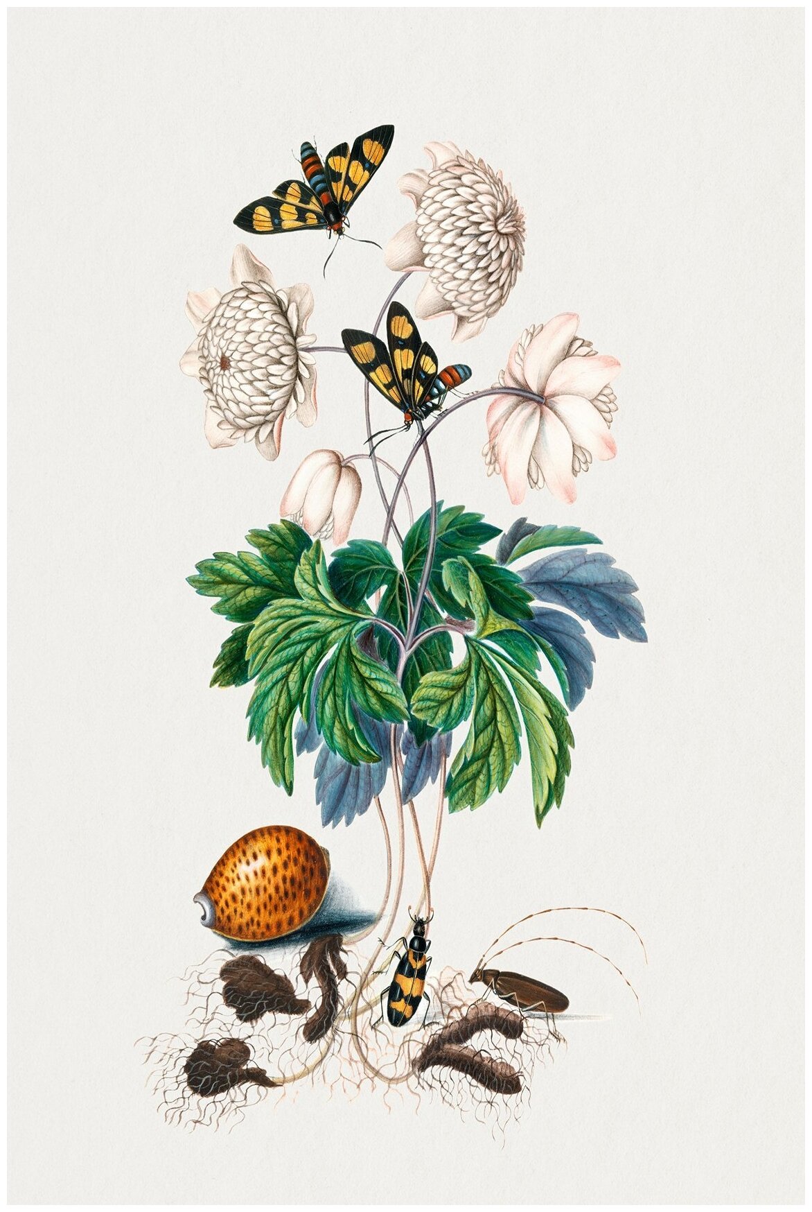 Бабочки - Бабочки и белые цветы
