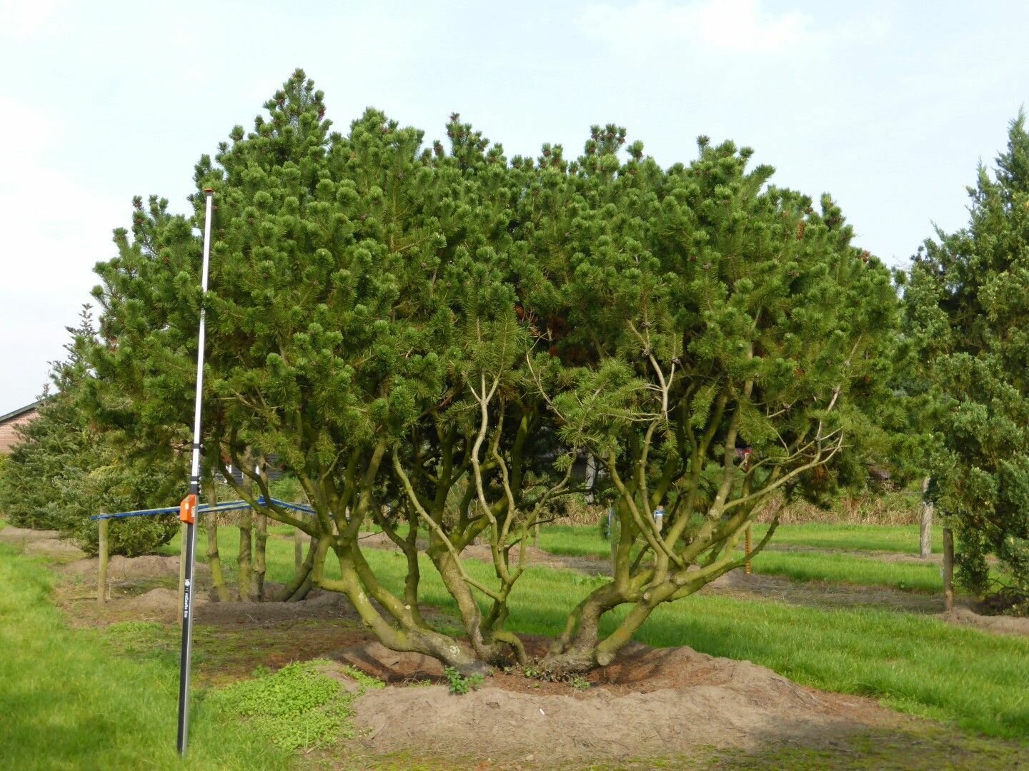 Сосна горная - Сосна стланниковая европейская (лат. Pinus mugo var. mughus) семена 25шт + подарочек