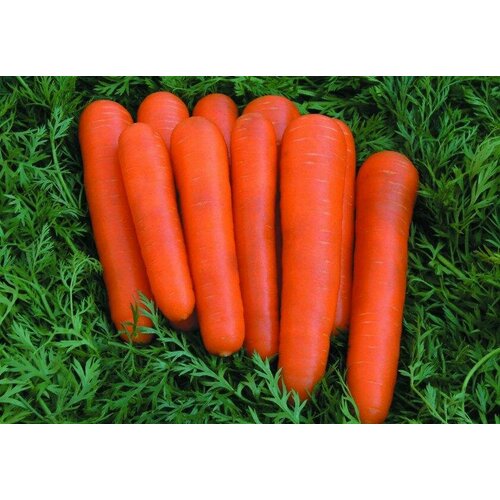 Морковь Детская сладость 2 гр. семена морковь детская сладость 2г