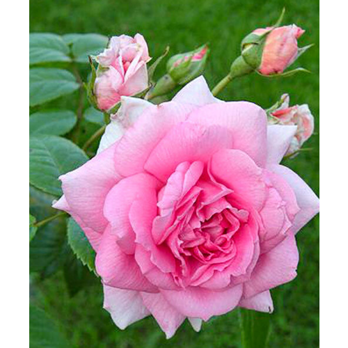 роза конфиденс 1 саженец Роза Ламберт Клосс (канадская), 1 саженец
