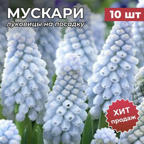 Луковицы мускари на посадку Бейбиз Бреф 10 шт