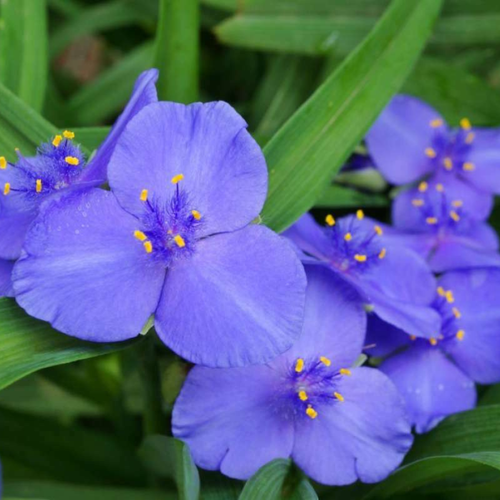 Традесканция Андерсона Блю Стоун (Holland Bulbs (Голландия)), 1 корневище I разбора (наивысшего качества) в горшке р9