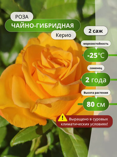 Изображение товара Роза чайно-гибридная "Керио", 2 , высота 30см, желтая, многолетняя