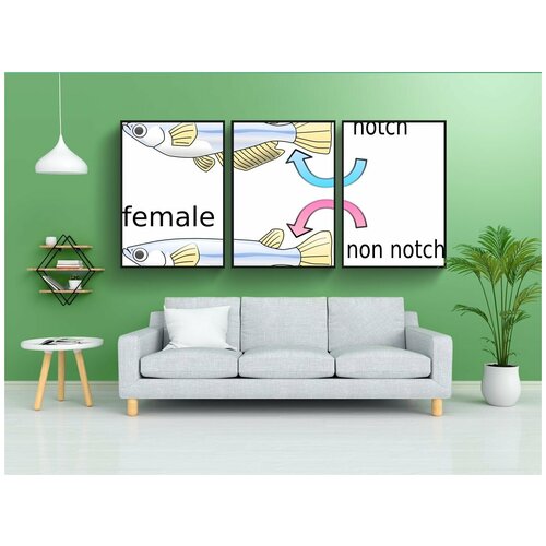 фото Набор модулных постеров для интерьера "рыбы, мужчина, женский пол" 60x90 см. в тубусе, без рамки lotsprints