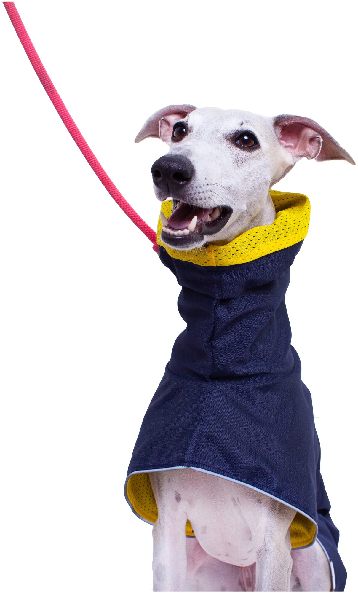 Дождевик для собак породы Левретка, цвет: синий, желтый, размер S3 .Дождевик для бесхвостых собак и с низкоопущенным хвостом - фотография № 4
