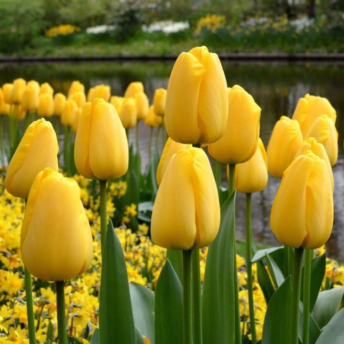 Луковицы цветов, chipollino flowers, тюльпан GOLDEN PARADE (5 луковиц)
