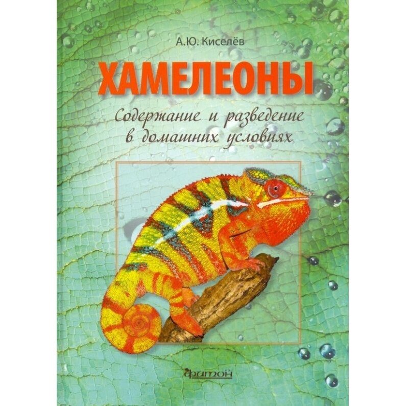 Хамелеоны. Содержание и разведение в домашних условиях - фото №5