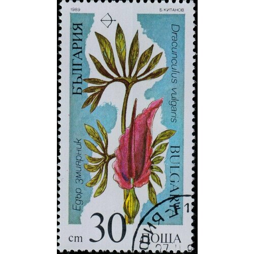 (1989-013) Марка Болгария Дракункулюс обыкновенный Исчезающие растения III Θ 1960 013 марка болгария лыжник iii θ