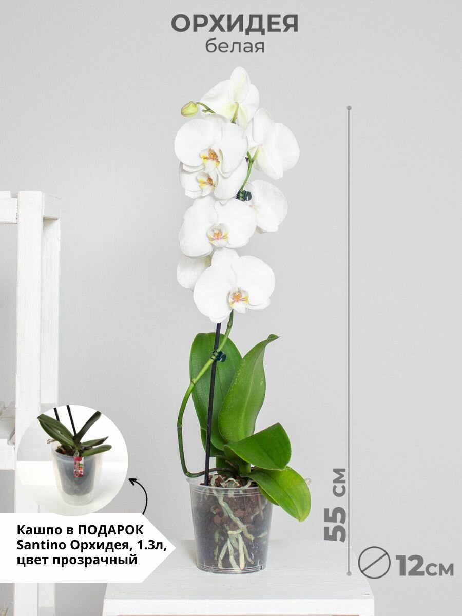 Орхидея фаленопсис 1 ствол 12 дм белая комнатное растение цветущее