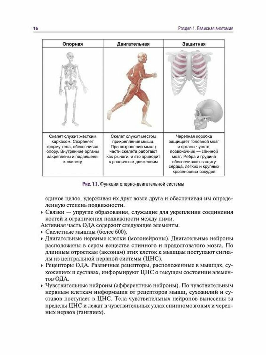 Головные и лицевые боли. Миофасциальный релиз - фото №8