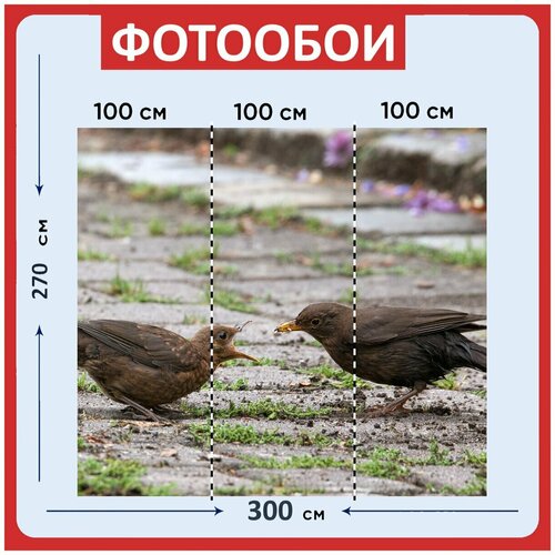 Фотообои Черный дрозд женский птица 300x270 см флизелиновыена стену 3970₽