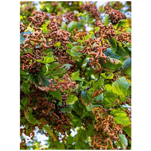 Семена Говения сладкая / Конфетное дерево / Ховения сладкая / Кривой финик / Японское изюмное дерево / Hovenia dulcis, 10 штук