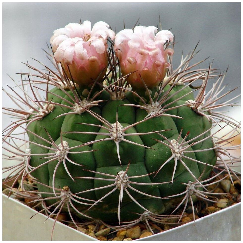 Семена Орешка Суккулент Кактус Gymnocalycium saglionis 10 шт.