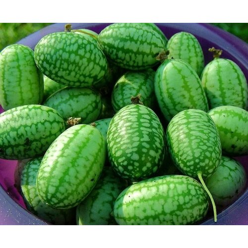 Семена Арбузный огурец 