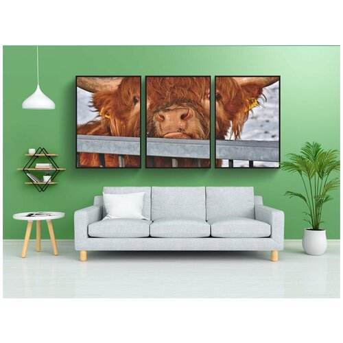 фото Набор модулных постеров для интерьера "шотландская высокогорная корова, бык, корова" 60x90 см. в тубусе, без рамки lotsprints