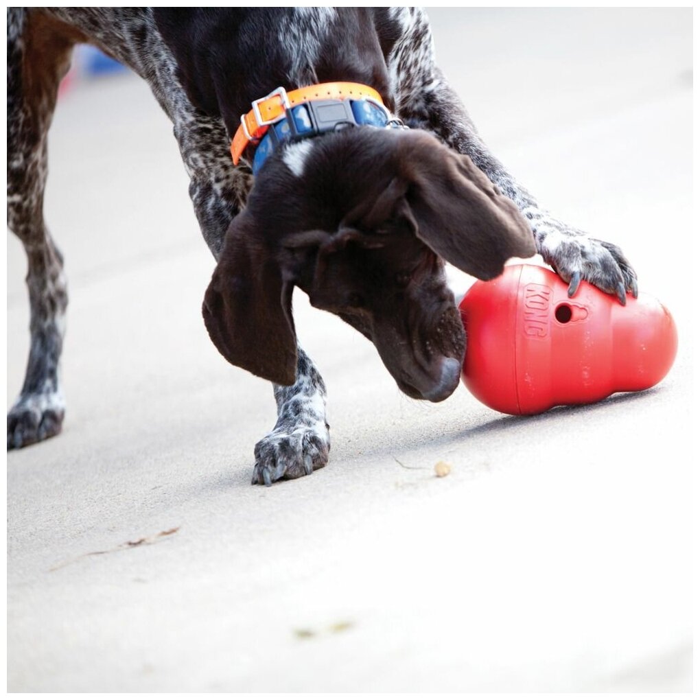 KONG игрушка интерактивная для крупных собак Wobbler PW1E - фотография № 2