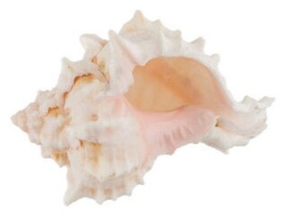 Флористика "Blumentag" DRF-014 М Ракушки декор. 1 шт. Pink Murex Asstd