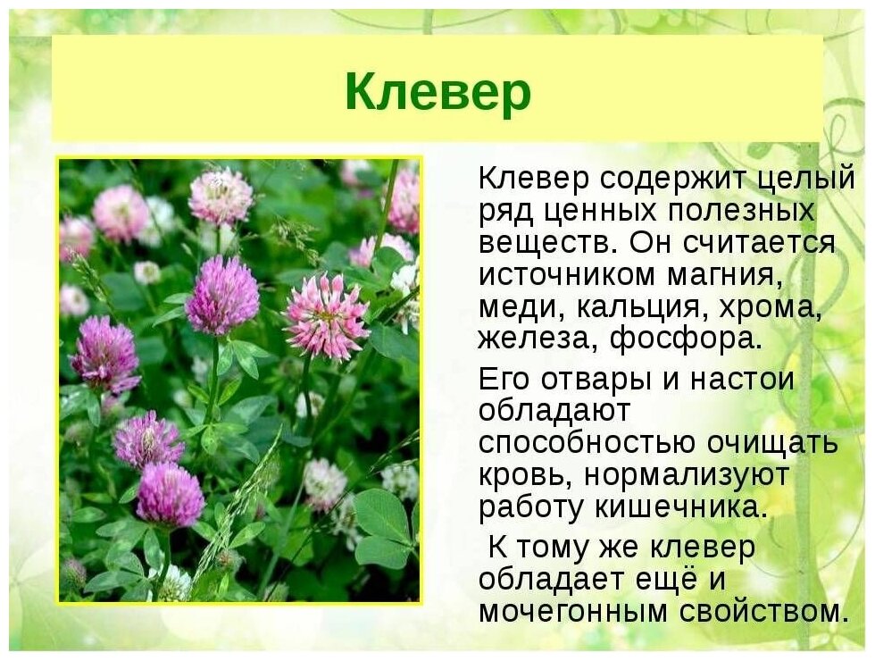 Травяной чай "Витаминный" 100г. Листовой рассыпной. Чай для иммунитета. Каркаде. - фотография № 8