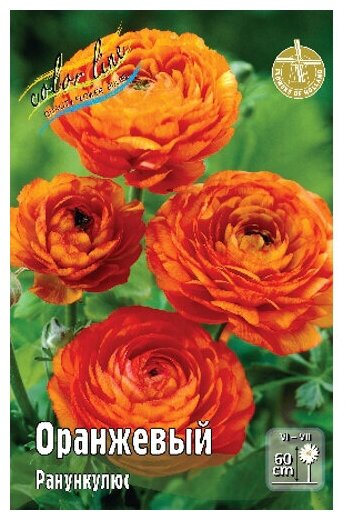 Ранункулюс Oranje, 6/7 (1 шт.)