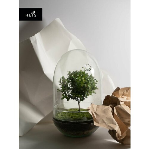 Флорариум стеклянный / экосистемы HEIS / Мирсина Shell