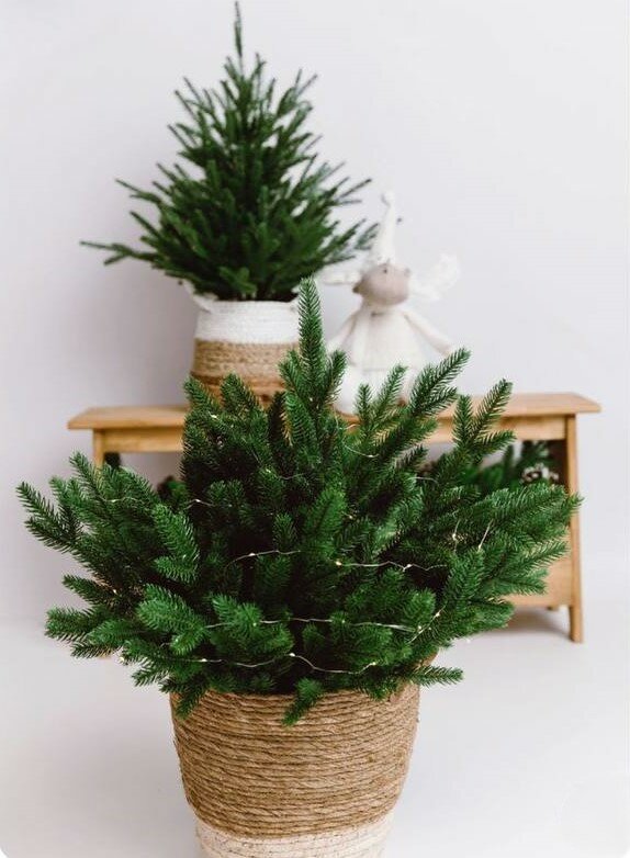 Композиция из натуральной хвои нобилис ёлочка в плетёной корзине