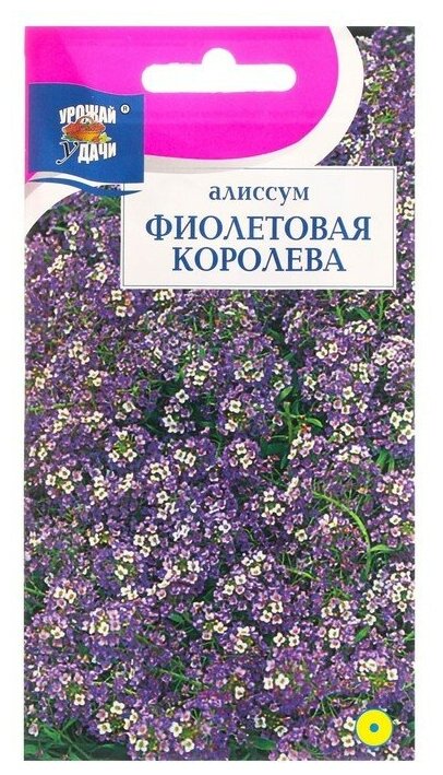 Семена цветов Алиссум "Фиолетовая королева", 0,1 г