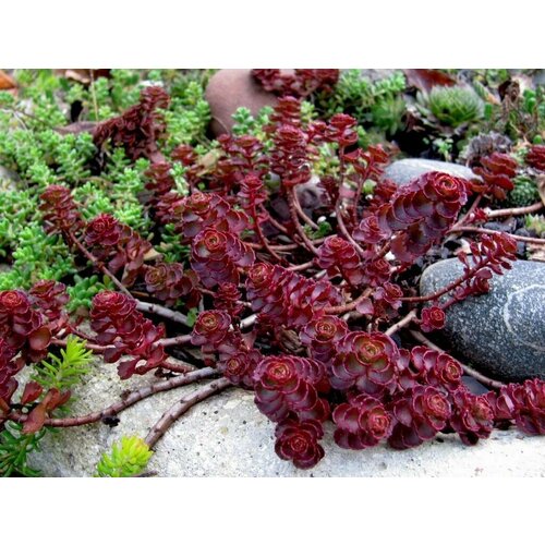 Седум ложный (Очиток) 'Вуду'