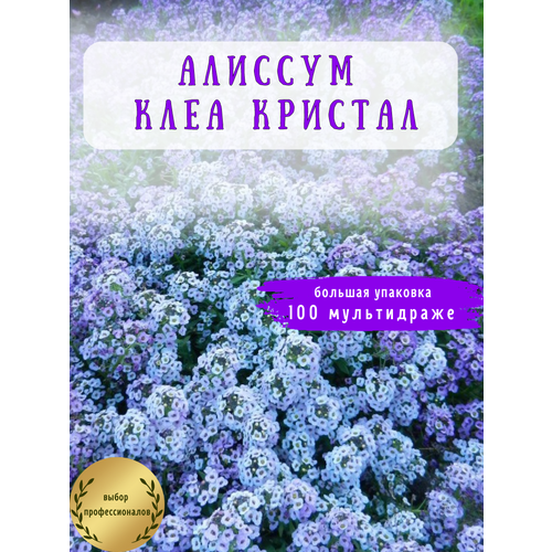 Алиссум Клеа Кристалл в мультидраже упаковка 100 мдр сиреневый