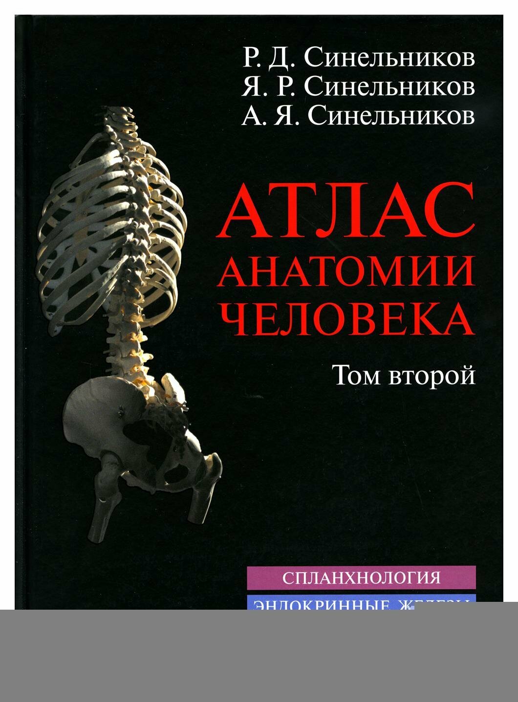 Атлас анатомии человека: В 3 т. Т. 2: Спланхология. Эндокринные железы. Кардиоангиология. Лимфоидная система: учебное пособие. 8-е изд, перераб.