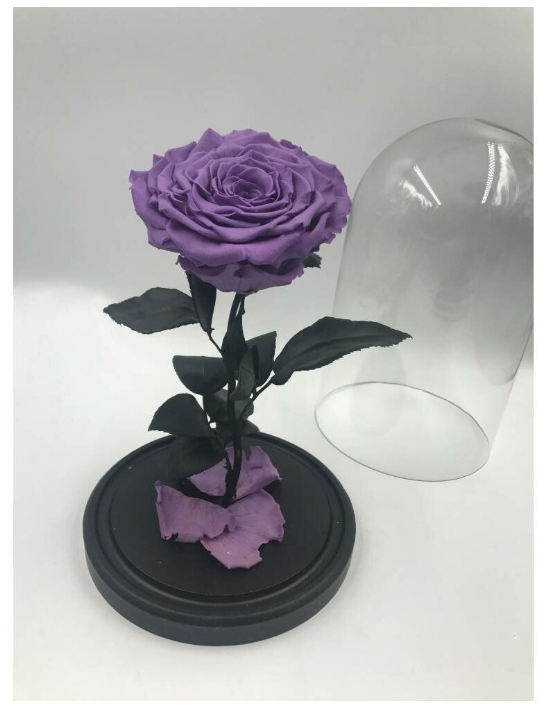 The One Rose Темно-сиреневая роза в колбе Deluxe — купить в  интернет-магазине по низкой цене на Яндекс Маркете