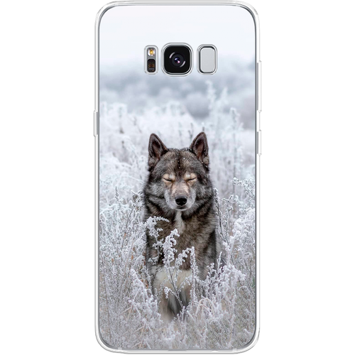 Силиконовый чехол на Samsung Galaxy S8 / Самсунг Галакси С8 Волк в поле