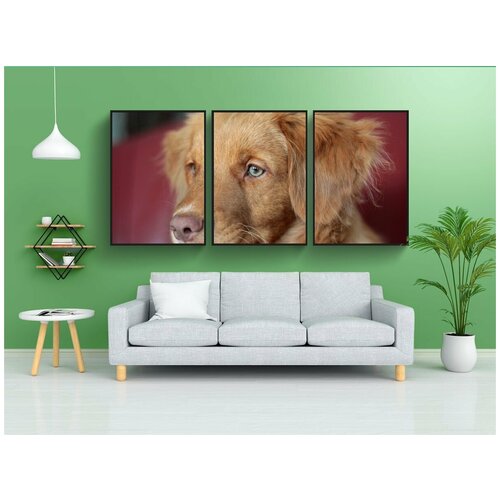 фото Набор модулных постеров для интерьера "новошотландский ретривер, щенок, толлер" 60x90 см. в тубусе, без рамки lotsprints