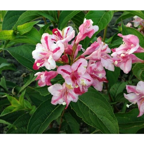 Вейгела цветущая розовая (лат. Weigela Rosea) семена 25шт + подарочек