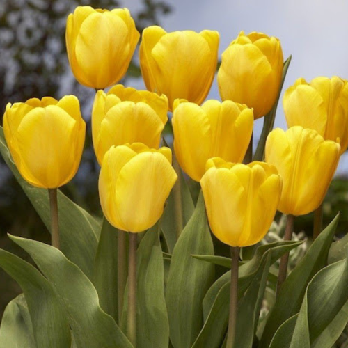 Луковицы Тюльпана GOLDEN PARADE ( 5 шт )