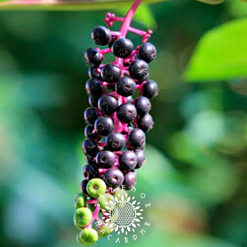 Семена Лаконос американский - Фитолакка американская (лат. Phytolacca decandra) 25шт