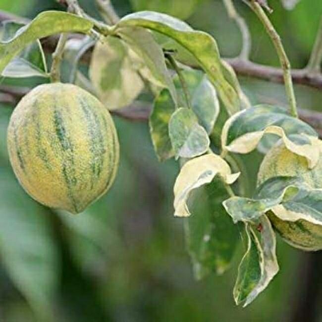 Лимон Эврика Вариегатный - Citrus Limon Foliis Variegatis (саженец ЗКС - контейнер 07 л) / клубни делёнки многолетних растений корни / для дачи сада дома и балкона