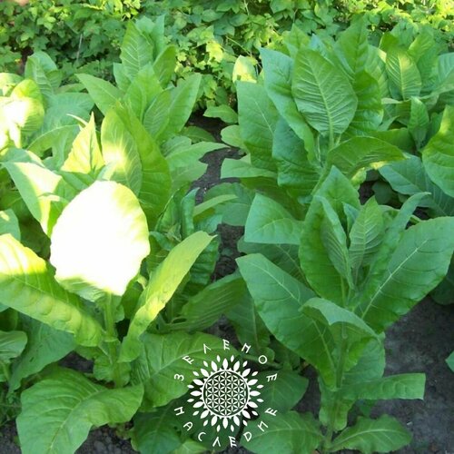Семена Табак Спектр (лат. Nicotiana tabacum) 700шт от Green Legacy