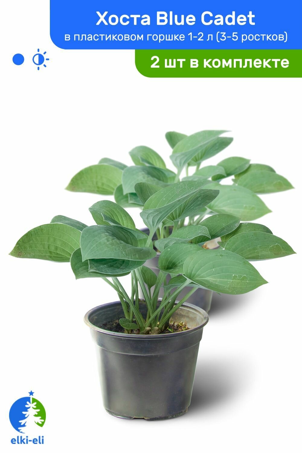 Хоста Blue Cadet (Блю Кадет) в пластиковом горшке 1-2 л травянистый многолетник саженец комплект из 2 шт