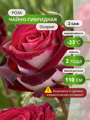 Изображение товара Роза чайно-гибридная Осирия (Osiria) / 2 шт, роз, ароматные, непрерывноцветущие