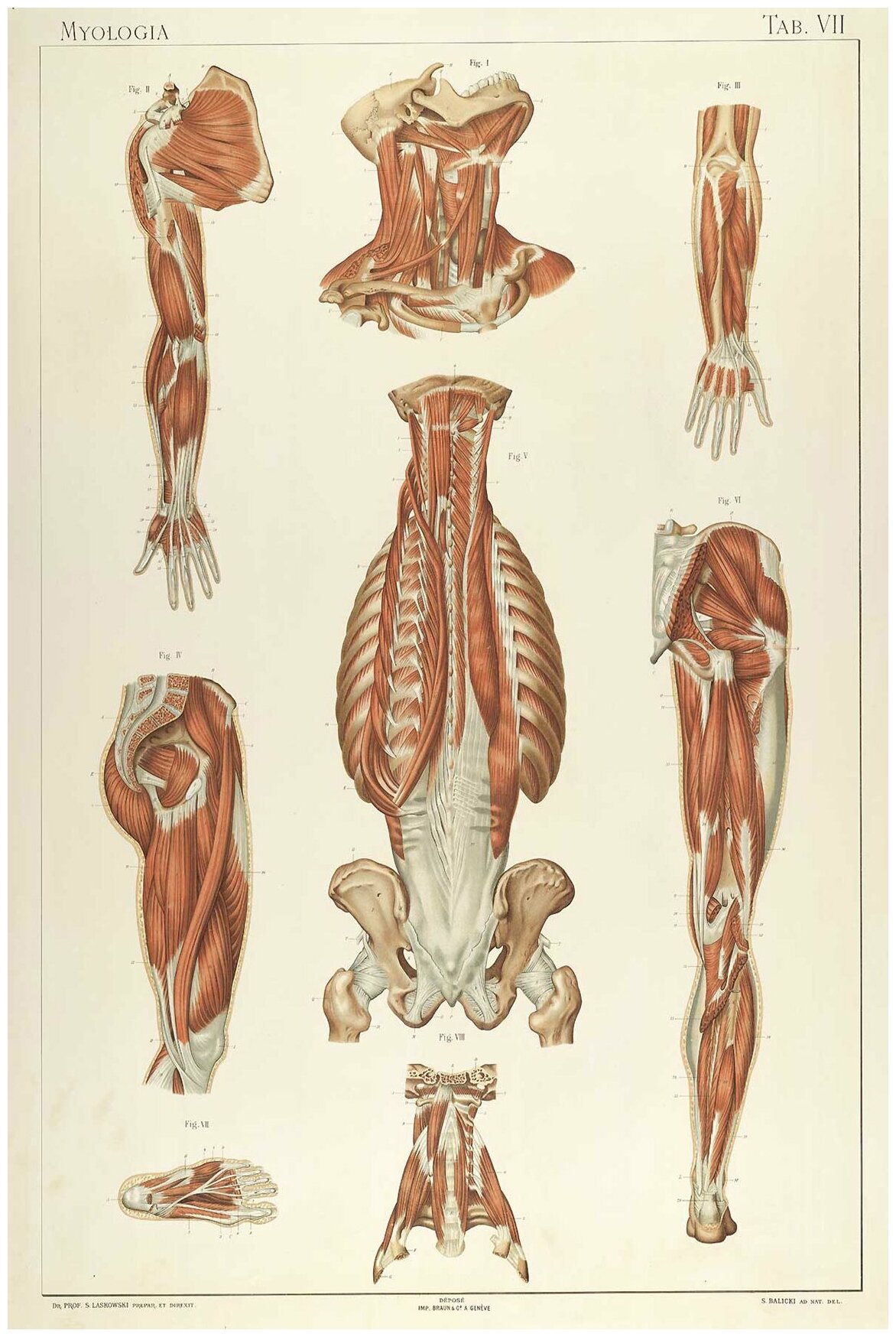 Постер / Плакат / Картина Анатомия - Строение корпуса и мышц человека 40х50 см в подарочном тубусе