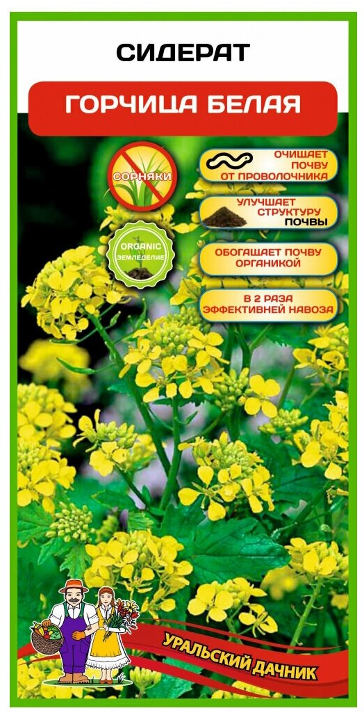 Семена  Белая 1 кг в пакете Уральский Дачник —  в интернет .