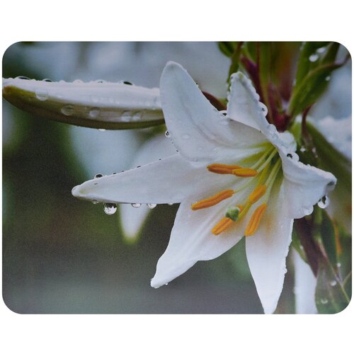 Коврик для мыши Buro BU-M20041 Мини рисунок/лилия 230x180x2мм (25 шт. в упаковке)