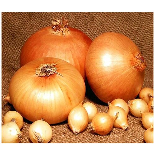 Лук-севок Стурон (1 кг): среднепоздний сорт с острым вкусом, адаптирован к различным типам почв; в пищу используют и зеленое перо, и сочные луковицы