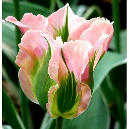 Тюльпан зеленоцветные Чайна Таун (Tulipa) Луковицы/Разбор 10/12/Открытая (ОКС)