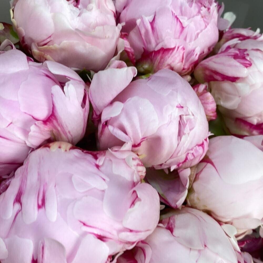 Букет "15 ароматных пионов", цветочный магазин Wow Flora